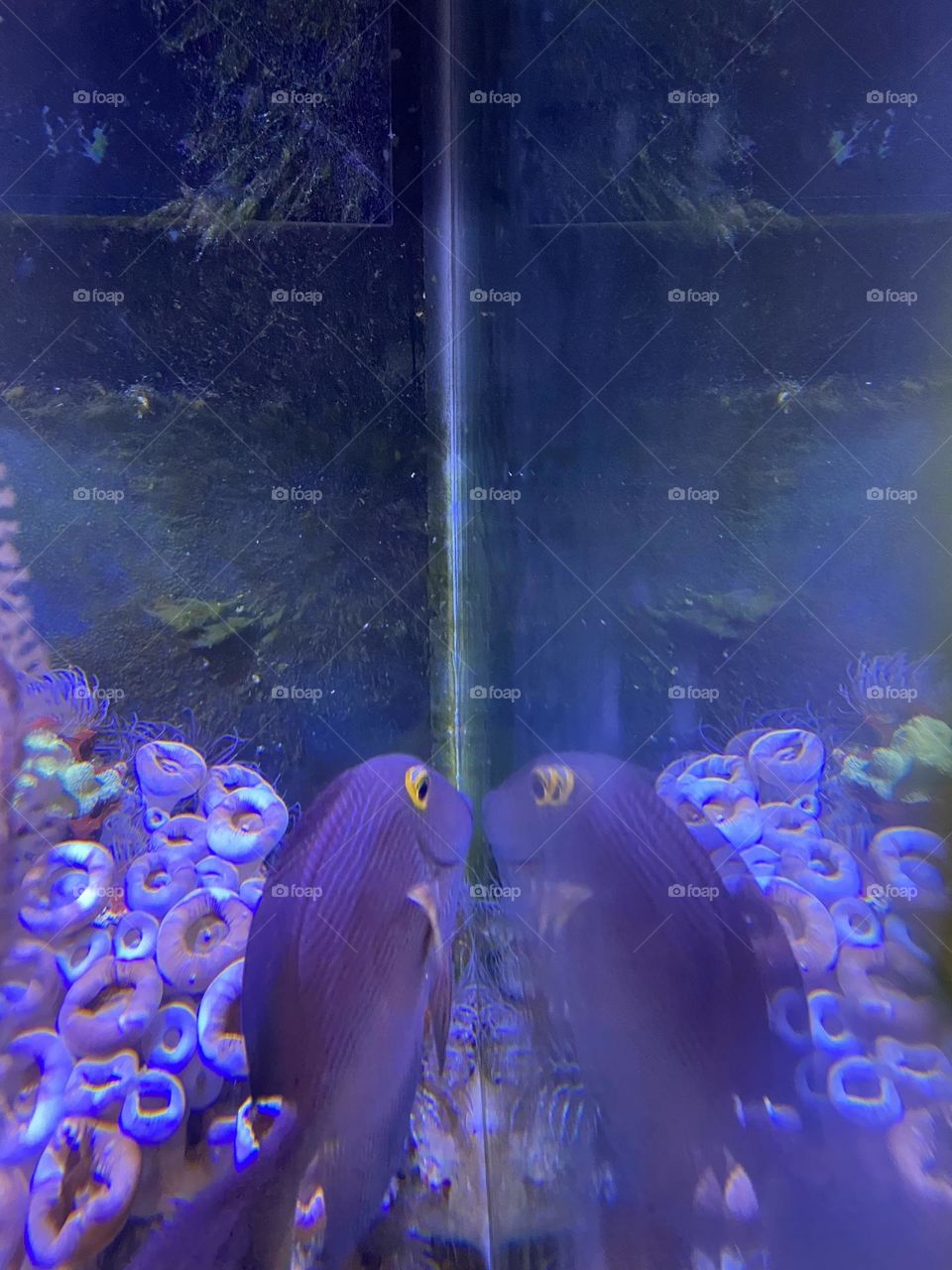 A purple fish seems captivated by its reflection in the glass of its tank at Jenkinson’s Aquarium in Point Pleasant Beach, NJ. 