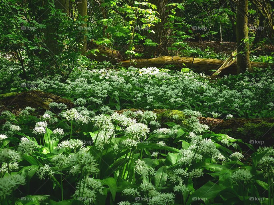 Flowers in the forest