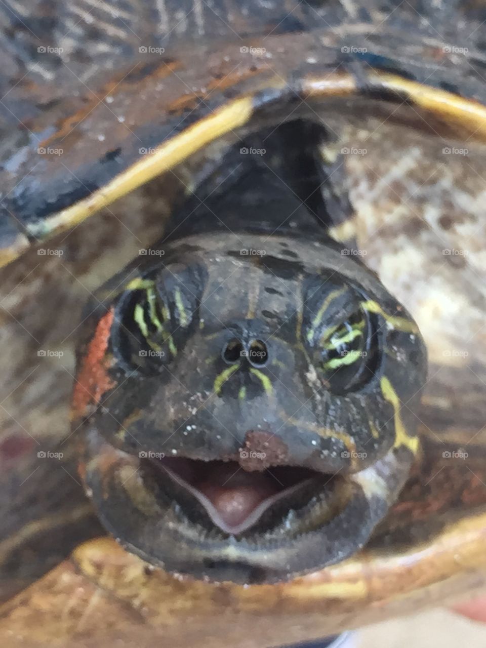 Turtle smile