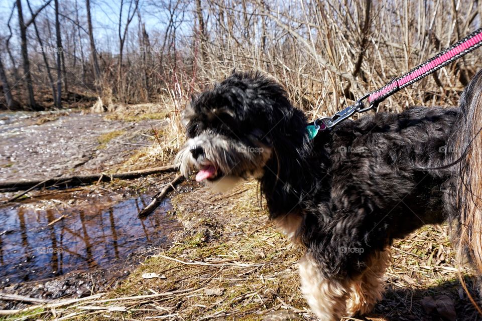 Dog Enjoying Early Spring