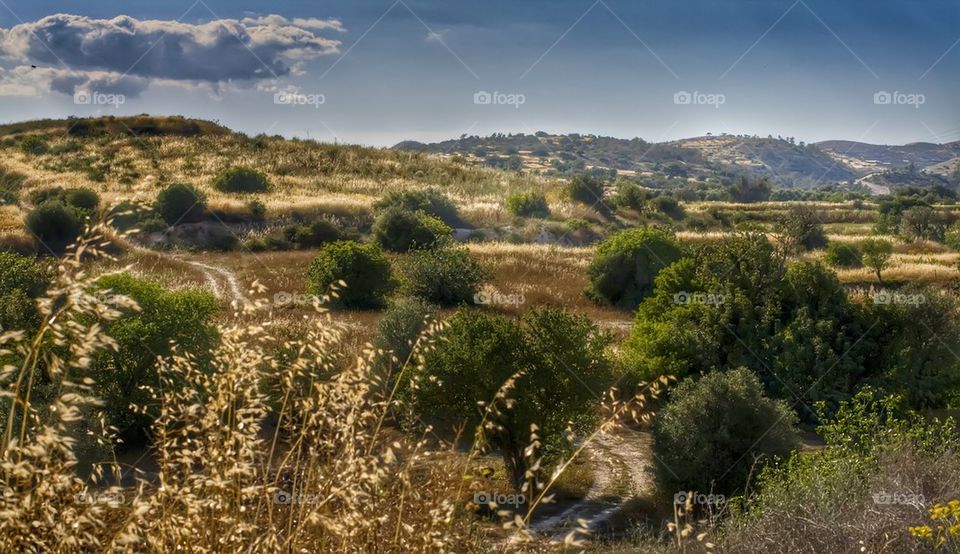 Countryside with olive trees