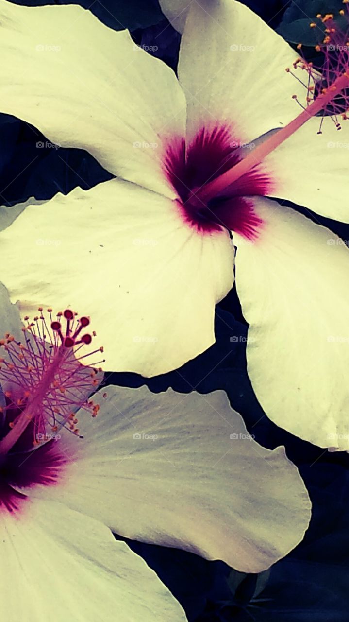 "Hibiscus"