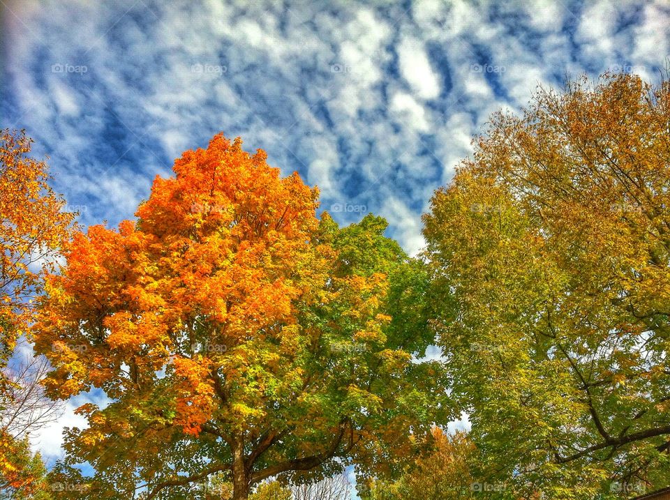 Fall. Best season in Maine!