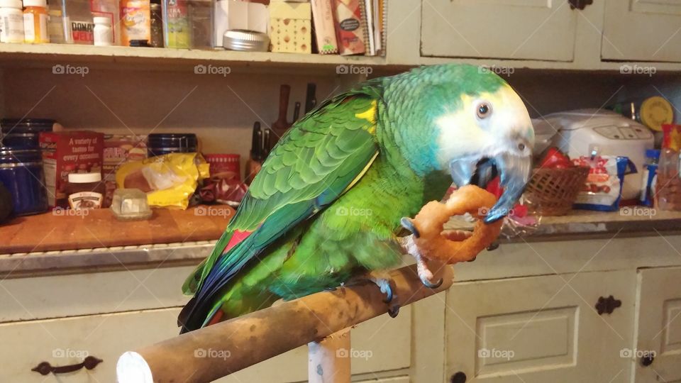 bluefront amazon parrot