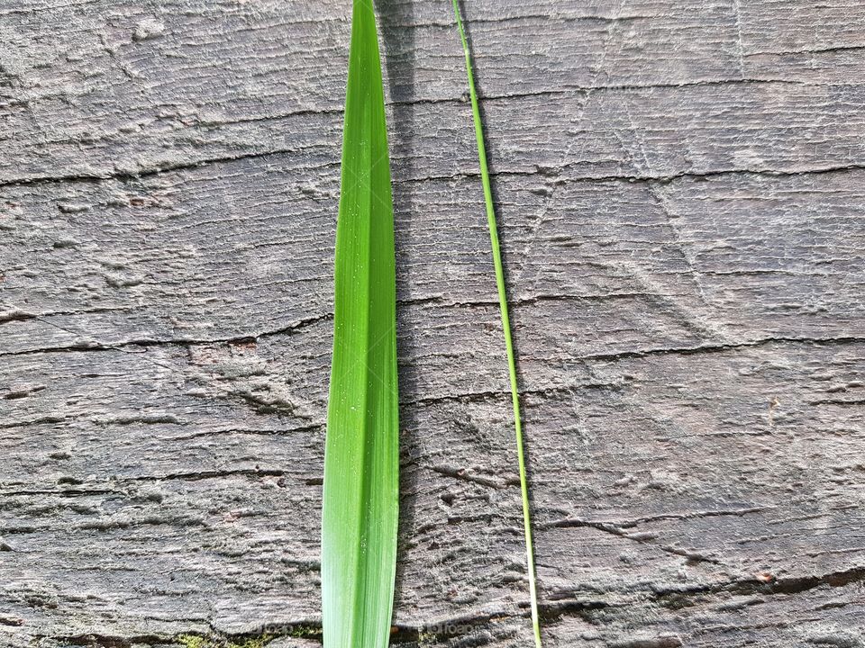 grass blades