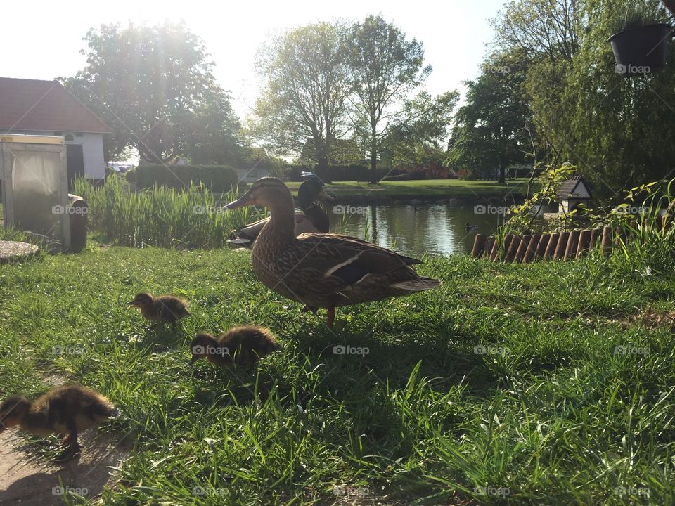 Ducklings by the pond 