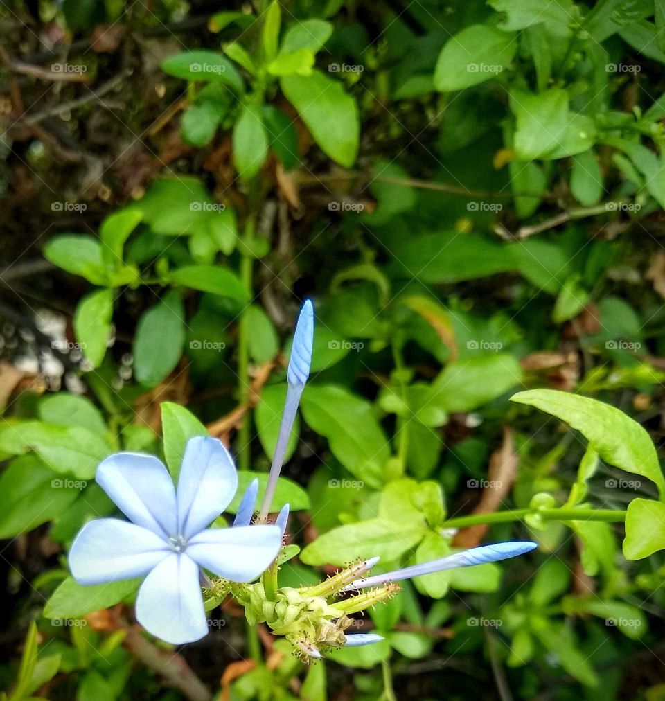 Plumbago.