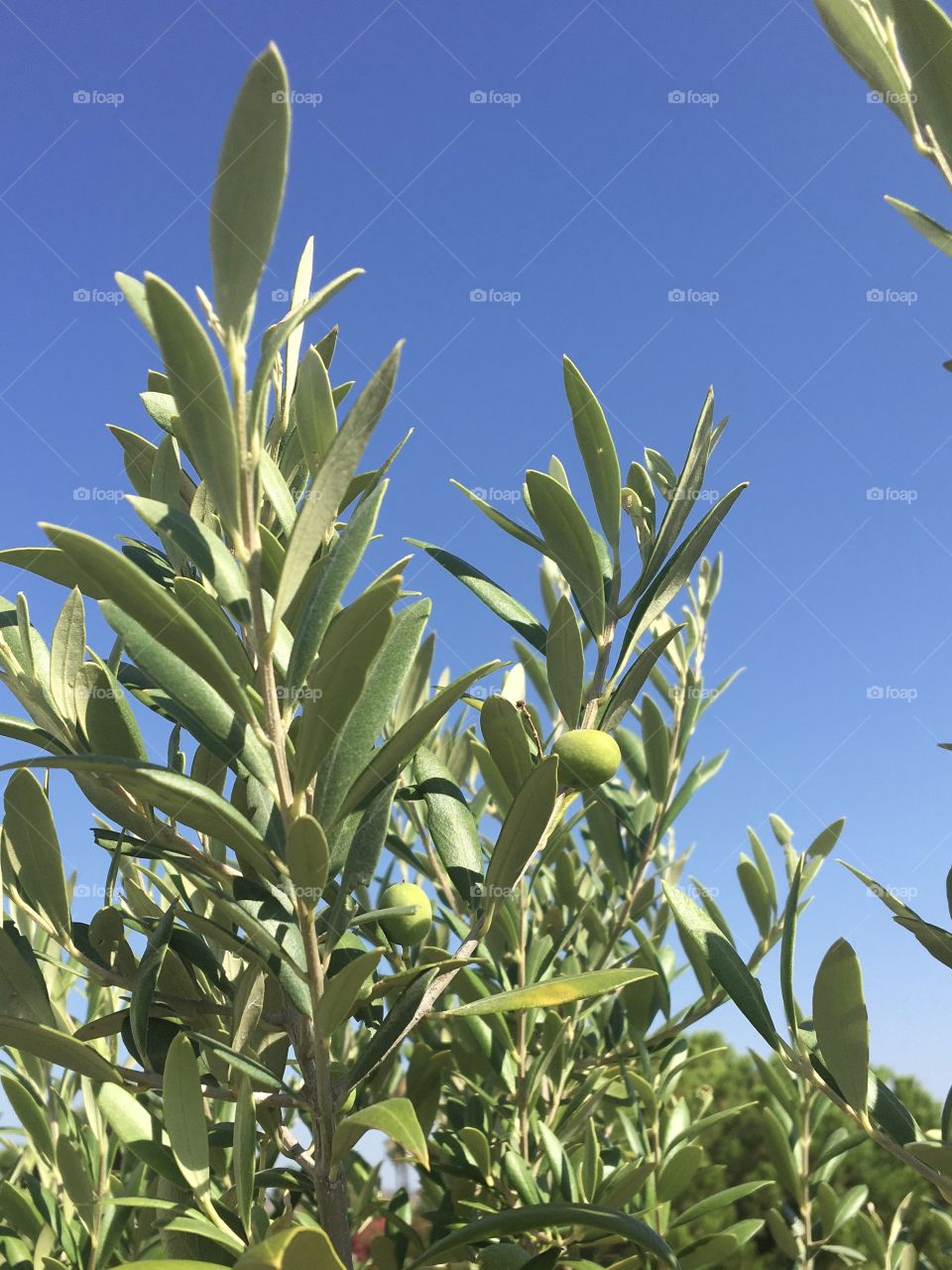 Oliver tree with fruits