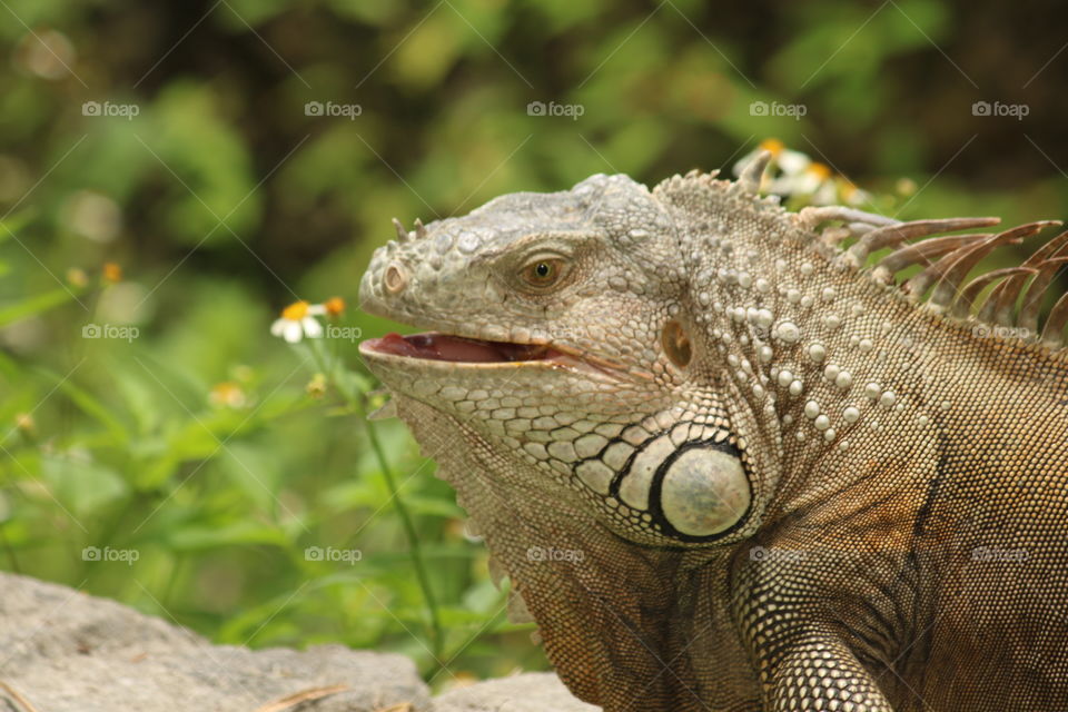 Iggy and the flower