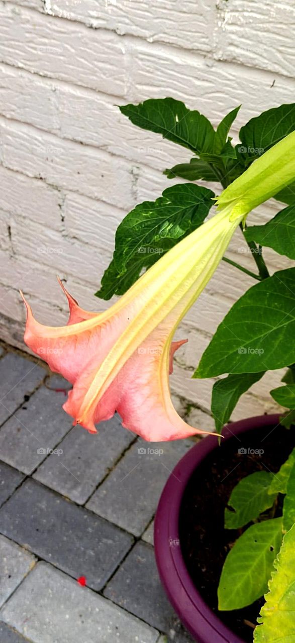 so nice big flower beautiful colour combination dark orange and light yellow it's a flower back portion overall nice flower and leaf
