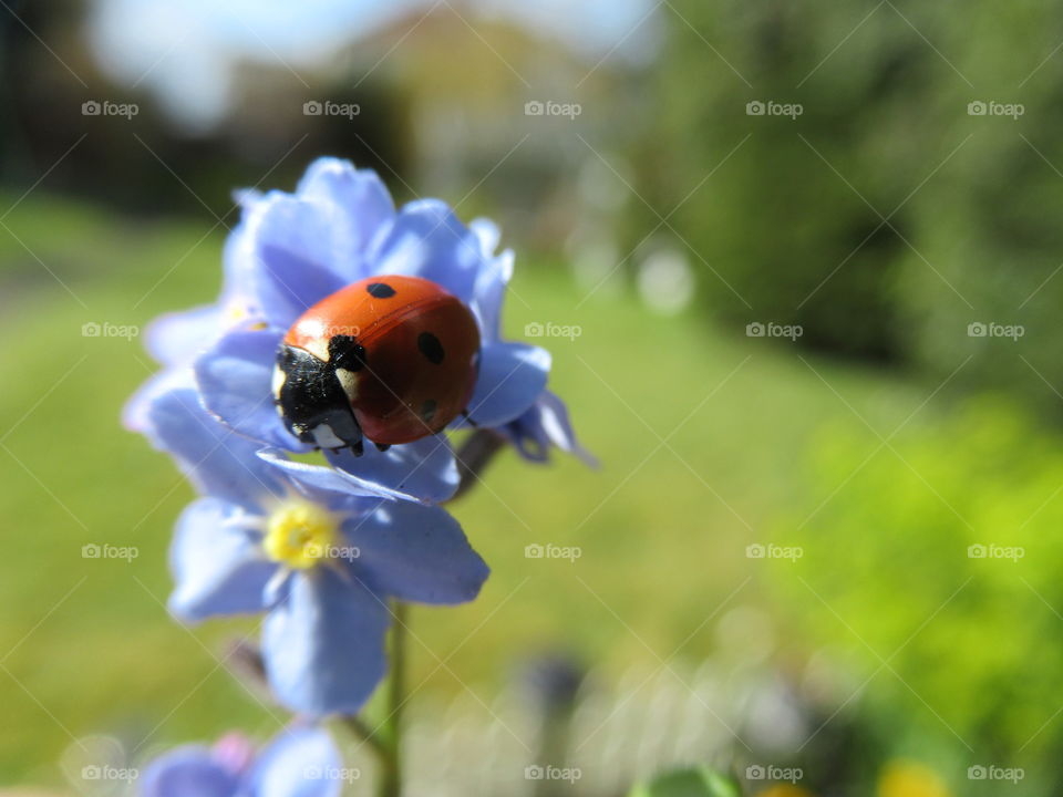 Ladybird sat on forget-me-not flowers growing in the garden at spring time