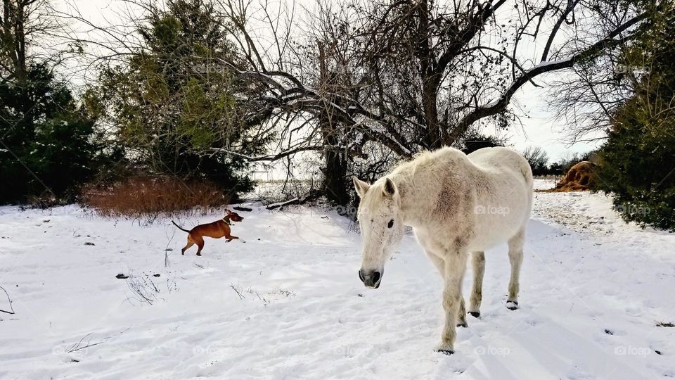 Horse & Dog in Snow