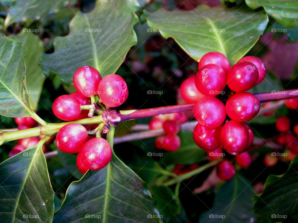 Coffee beans before harvest