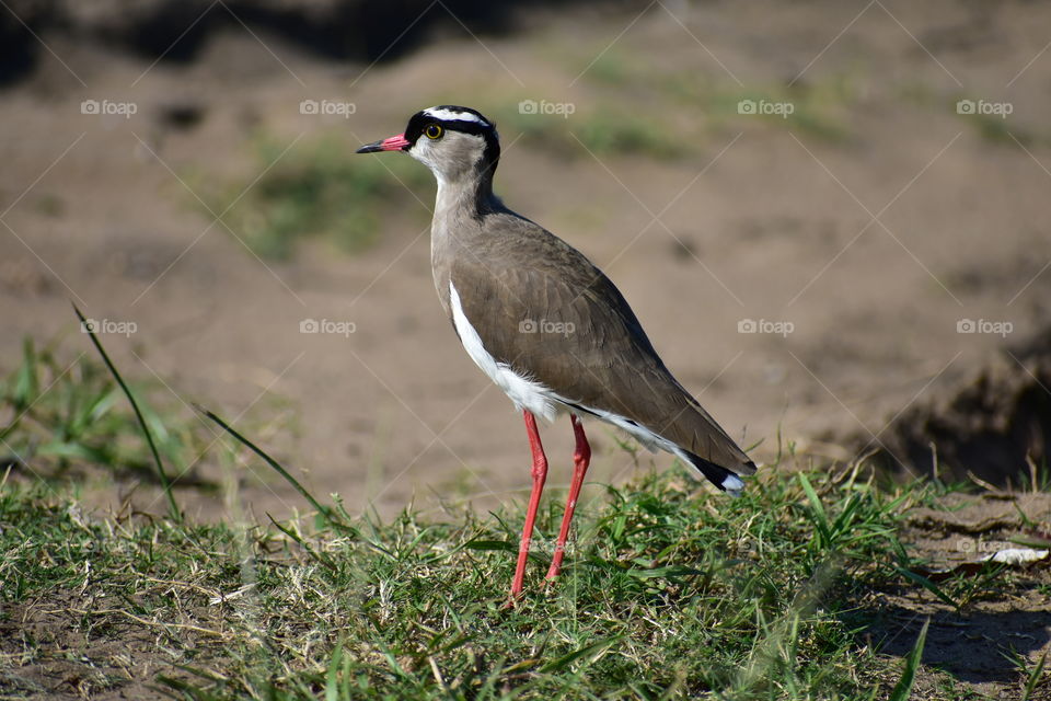 Crowned Plover