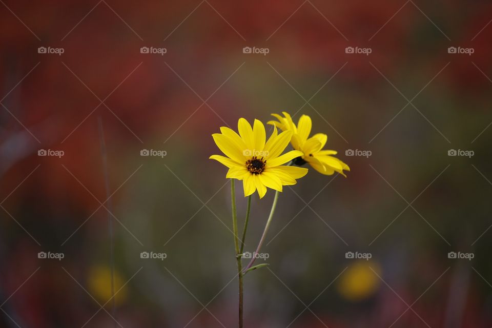 Yellow flower