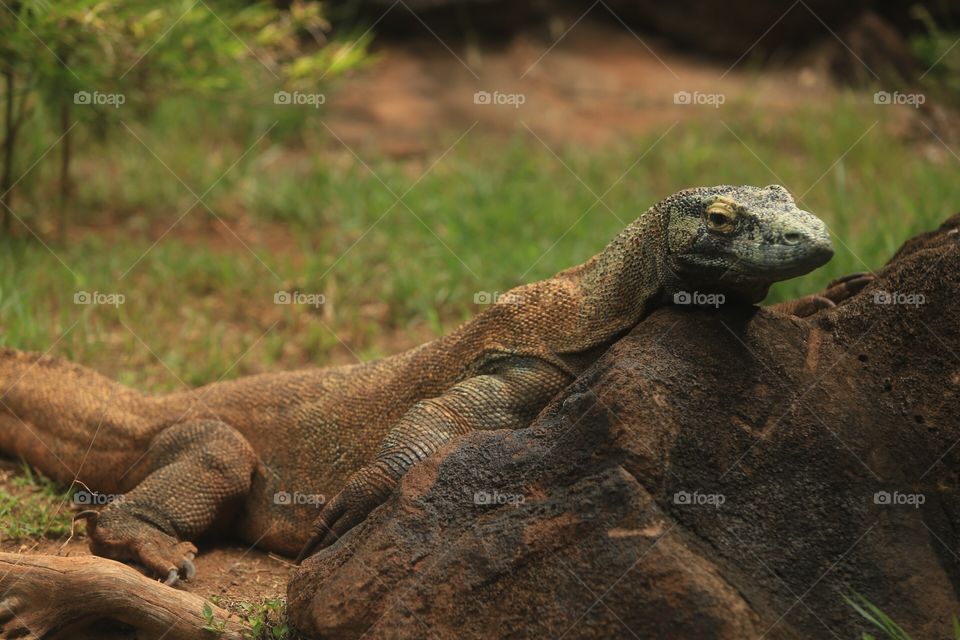 Komodo Dragon basking in the sun. 