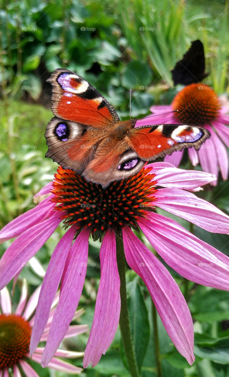 Butterfly on a flower