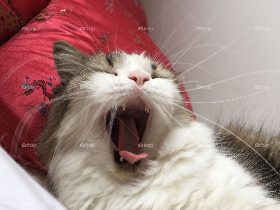 yawn