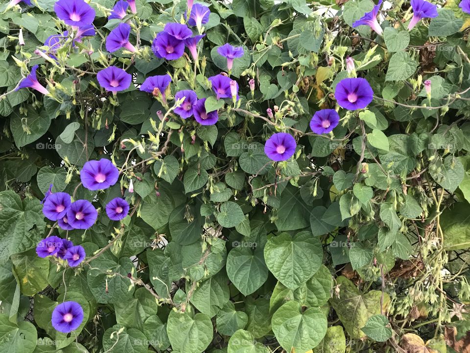 Morning glories in the Bulgaria Rose Valley