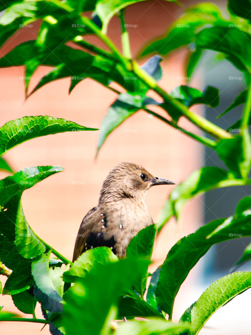 Baby starlings in the bushes