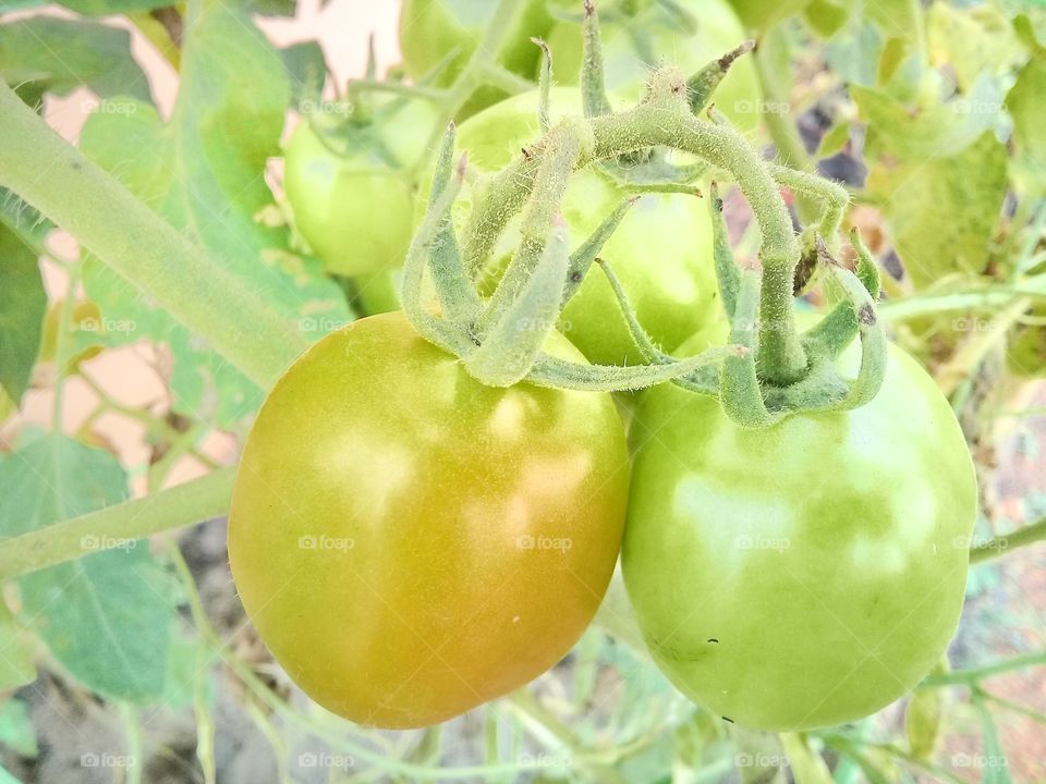 Tomatoes are vegetables that grow in tropical areas adn fertile soil