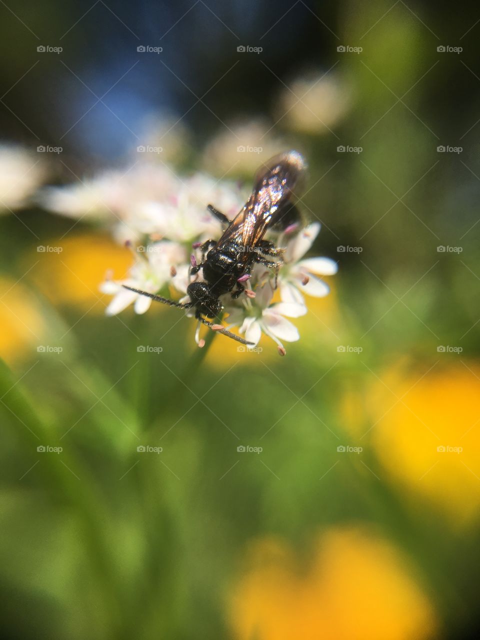 Insect on blossom