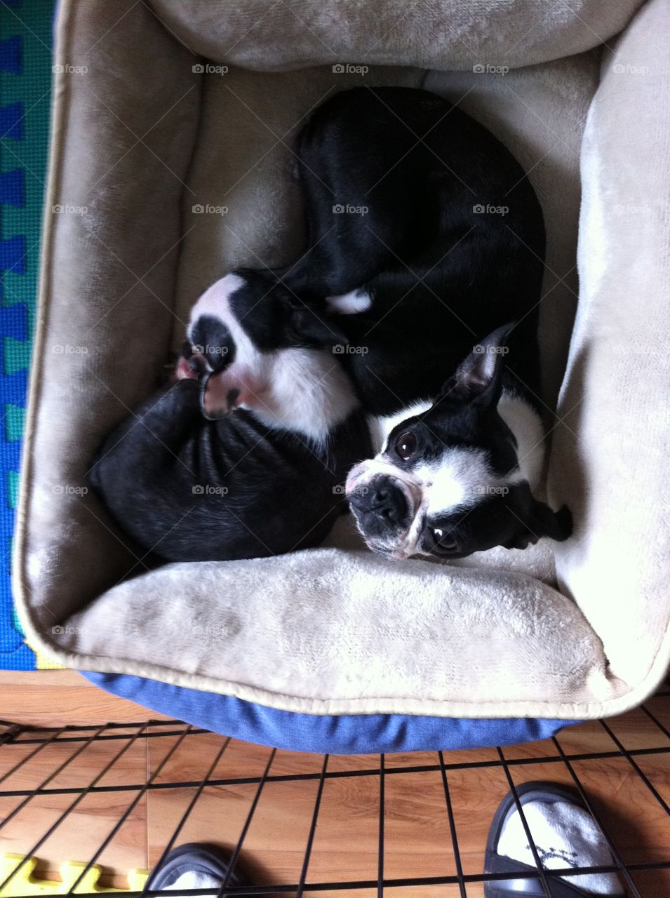 Adorable pups doing what they do best- sleep! snuggled in their bed they almost look like they want some one to climb in and cuddle them. 