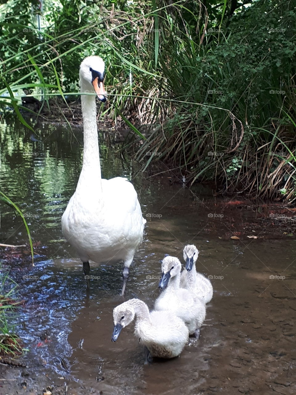 Mother Swan With Cygnets