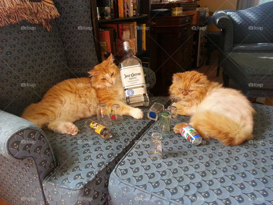 cats drinking