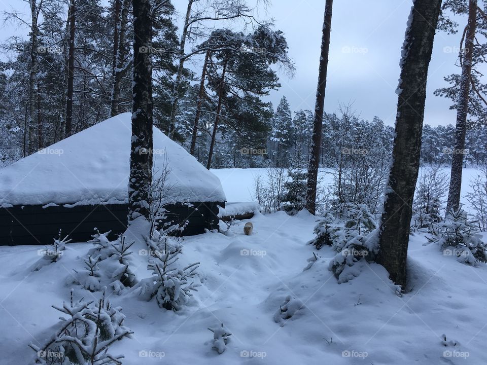 Frozen lake covered by snow