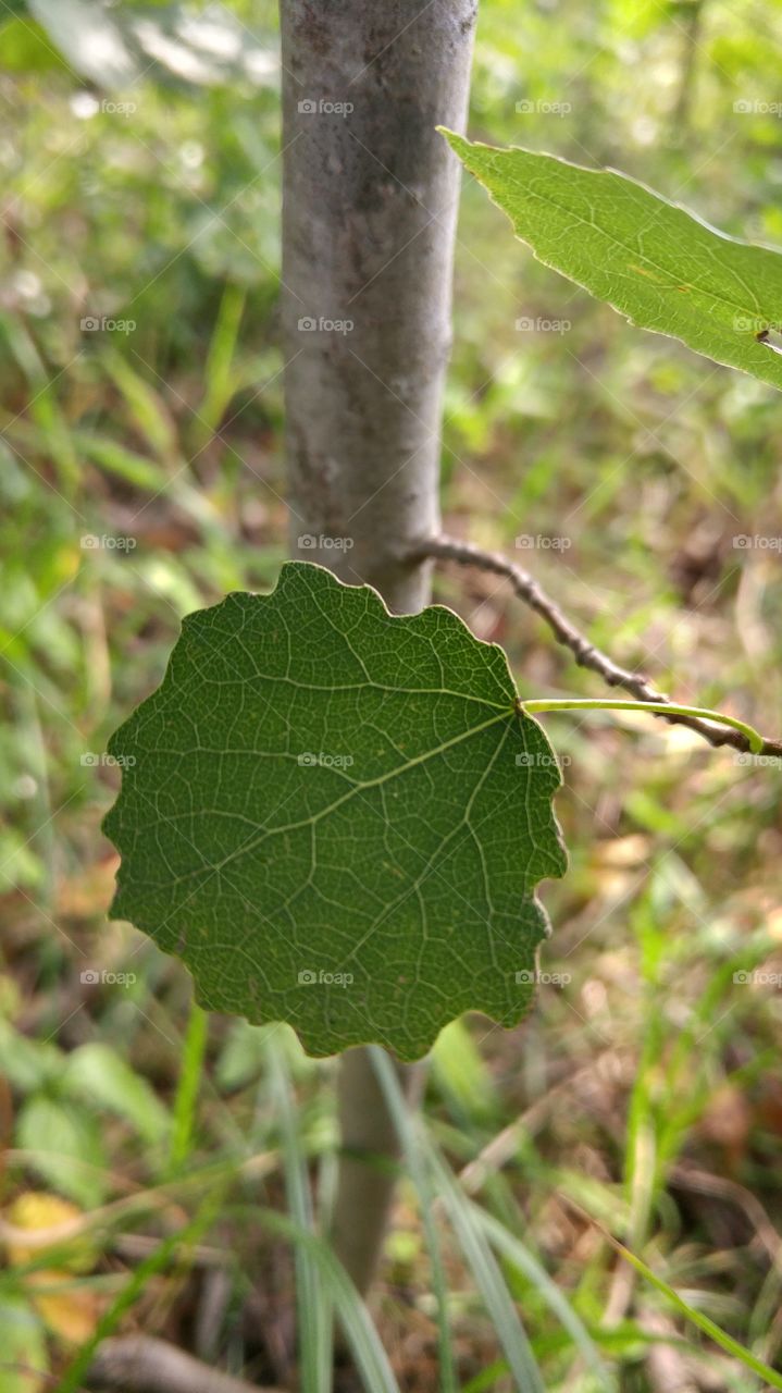 A beautiful aspen leaf in forest against the sun. Closeup photo.