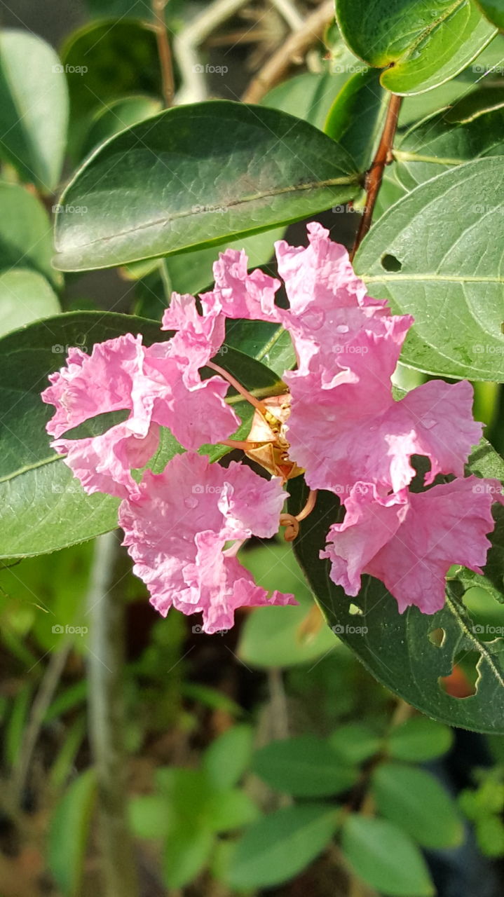 natural color flower
