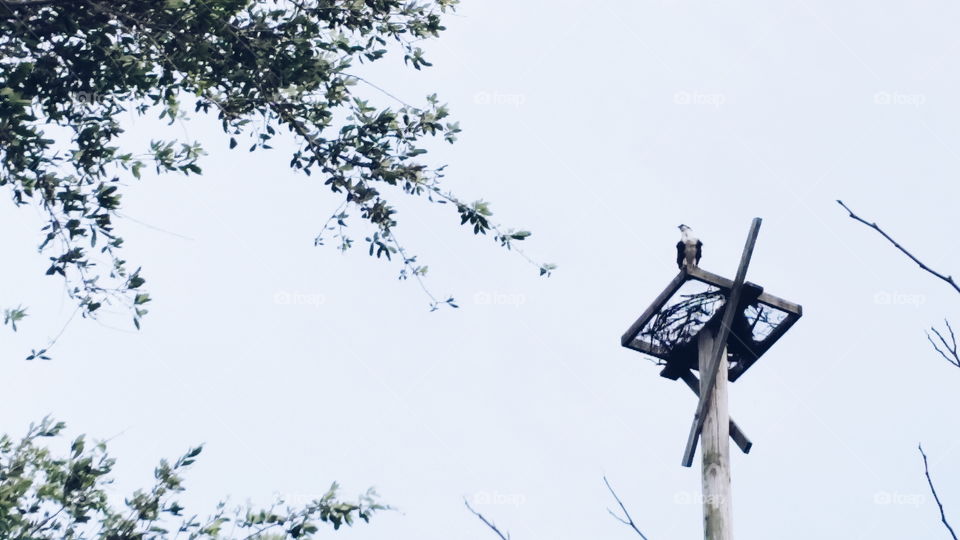 Osprey Nest