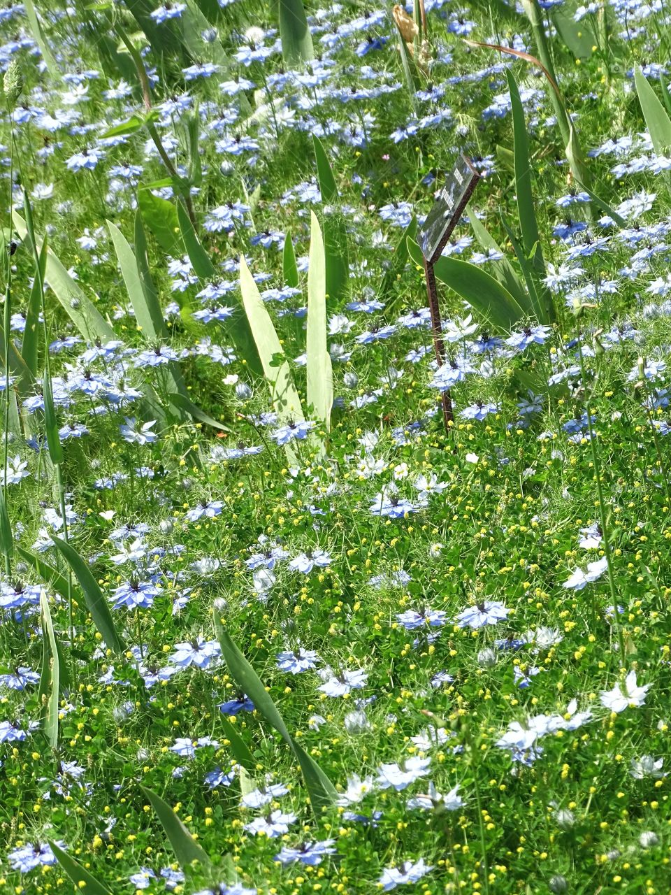 The beauty of flowers