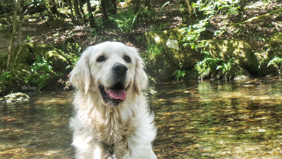 Sweet Zoe . Zoe having a pawsome playdate in Devon 