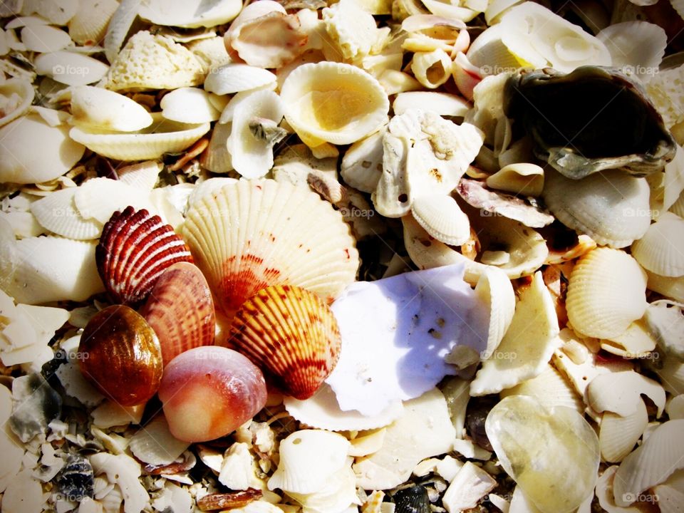 seashell