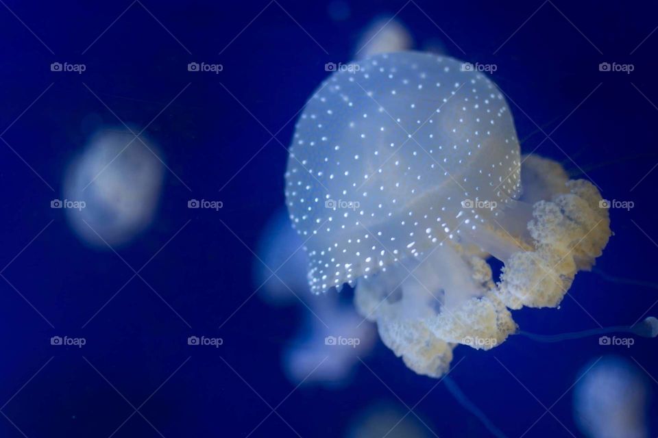 jellyfish floating amongst others in deep blue water
