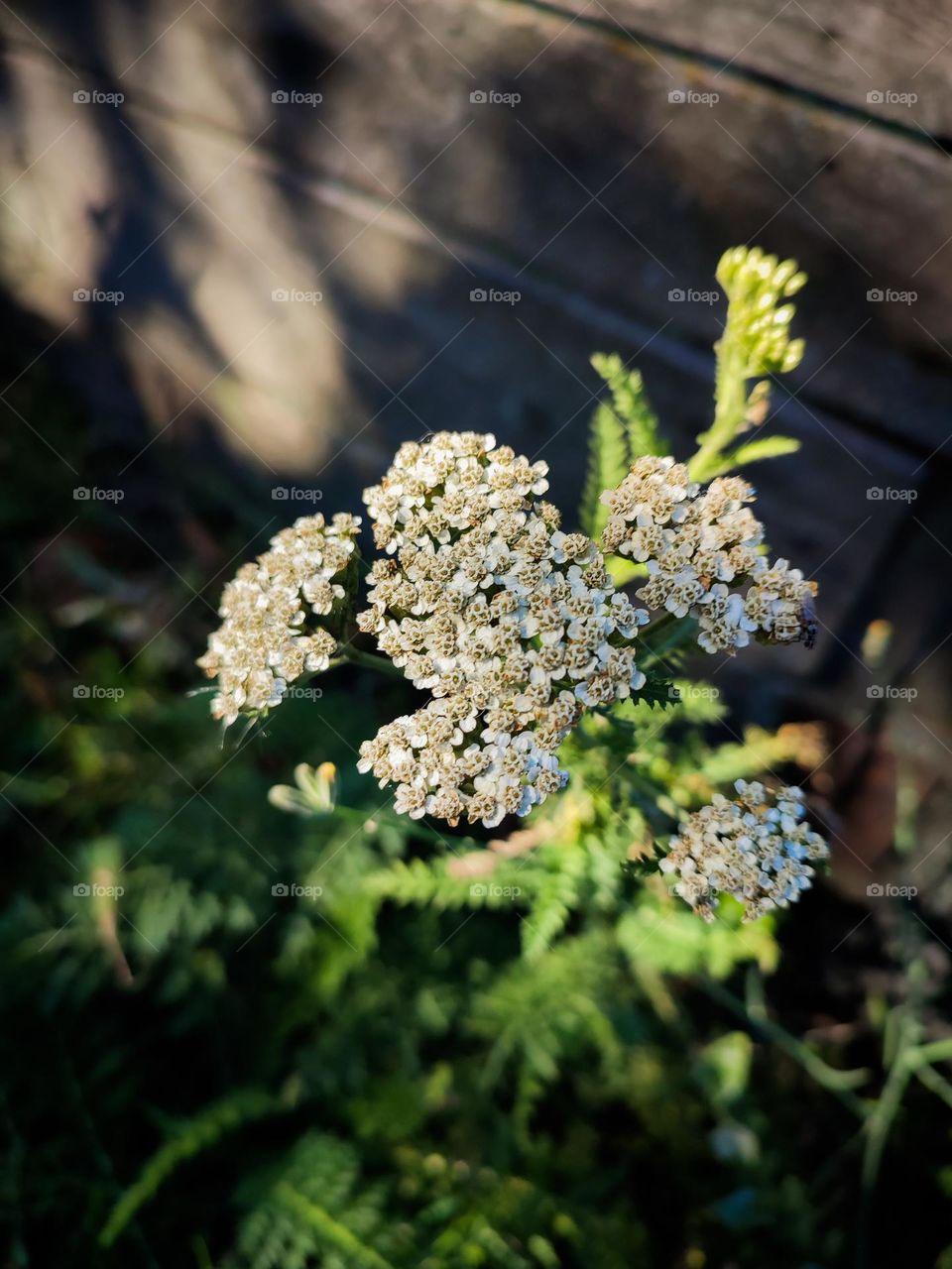 White yarrow flowers blooming, wooden texture at the background, shadows