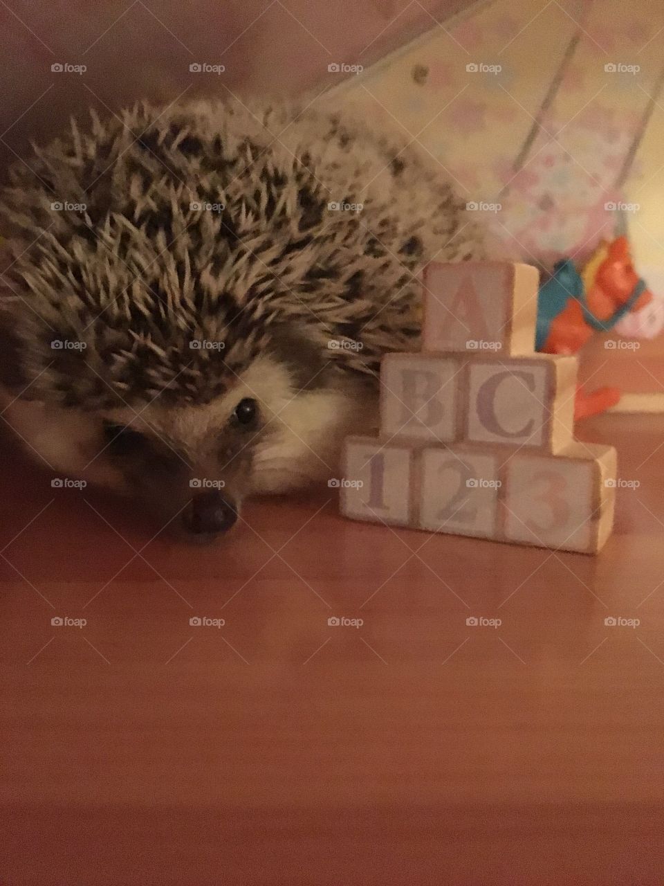 Hedgehog
