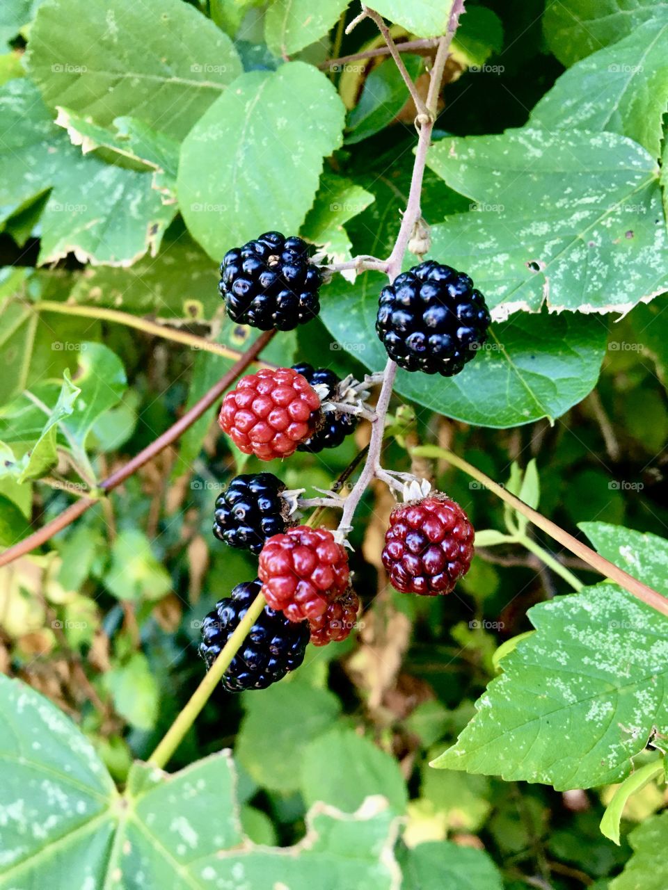 Blackberries season