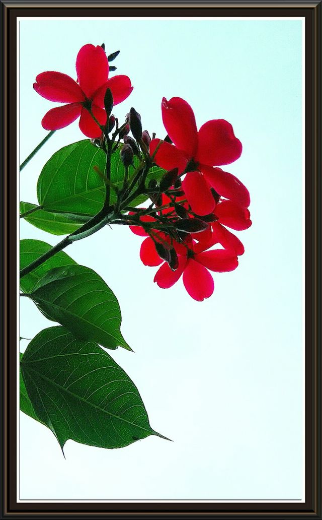 flower