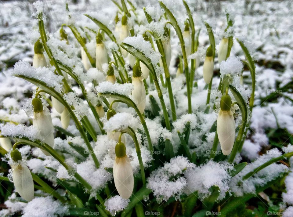 snowy spring day with snowdrops in Poland