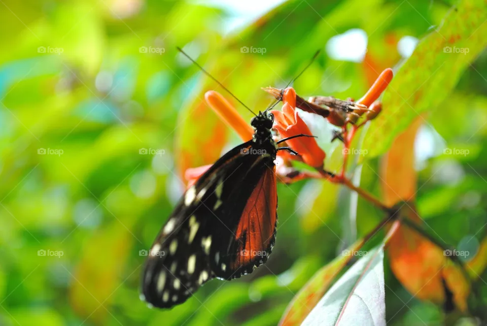 Butterfly 