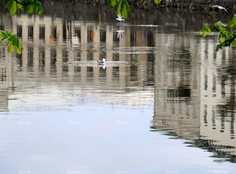 Seagulls and reflections in the water