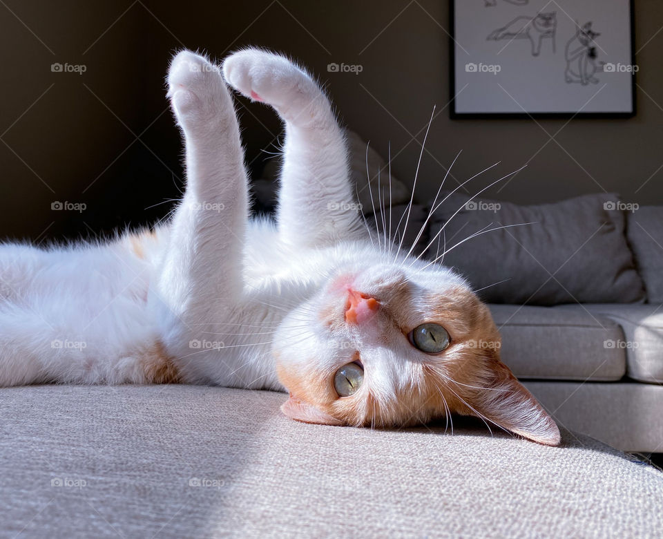 Cute cat lying on his back in the sunlight 