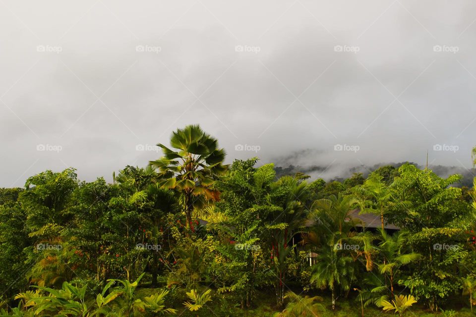 Summer tropical landscape.  Mist above lush forested tropical vegetation