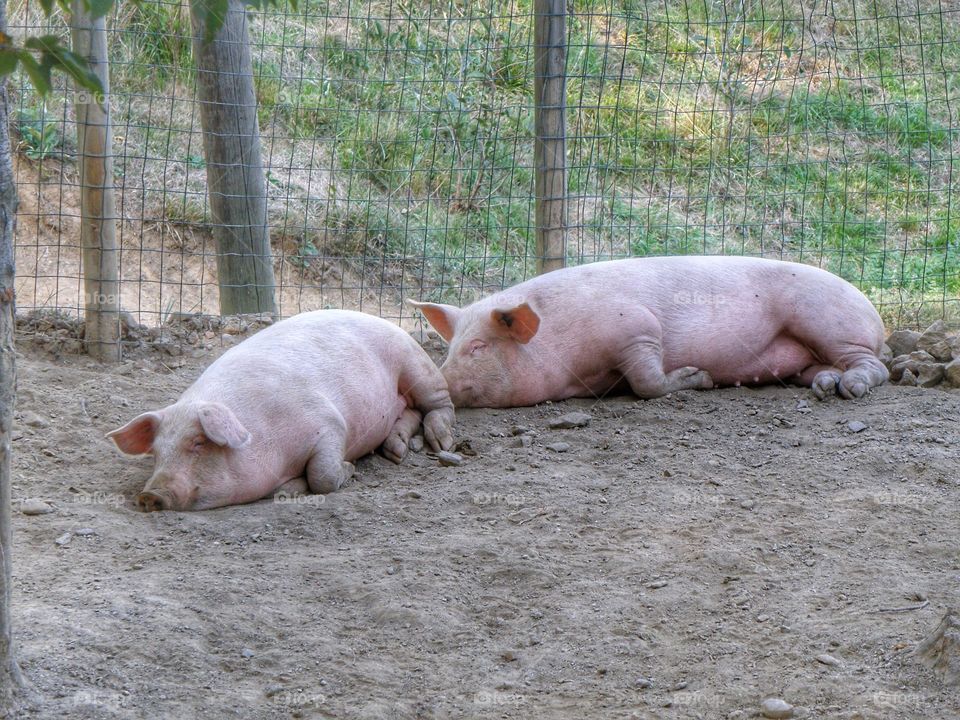 pink pigs