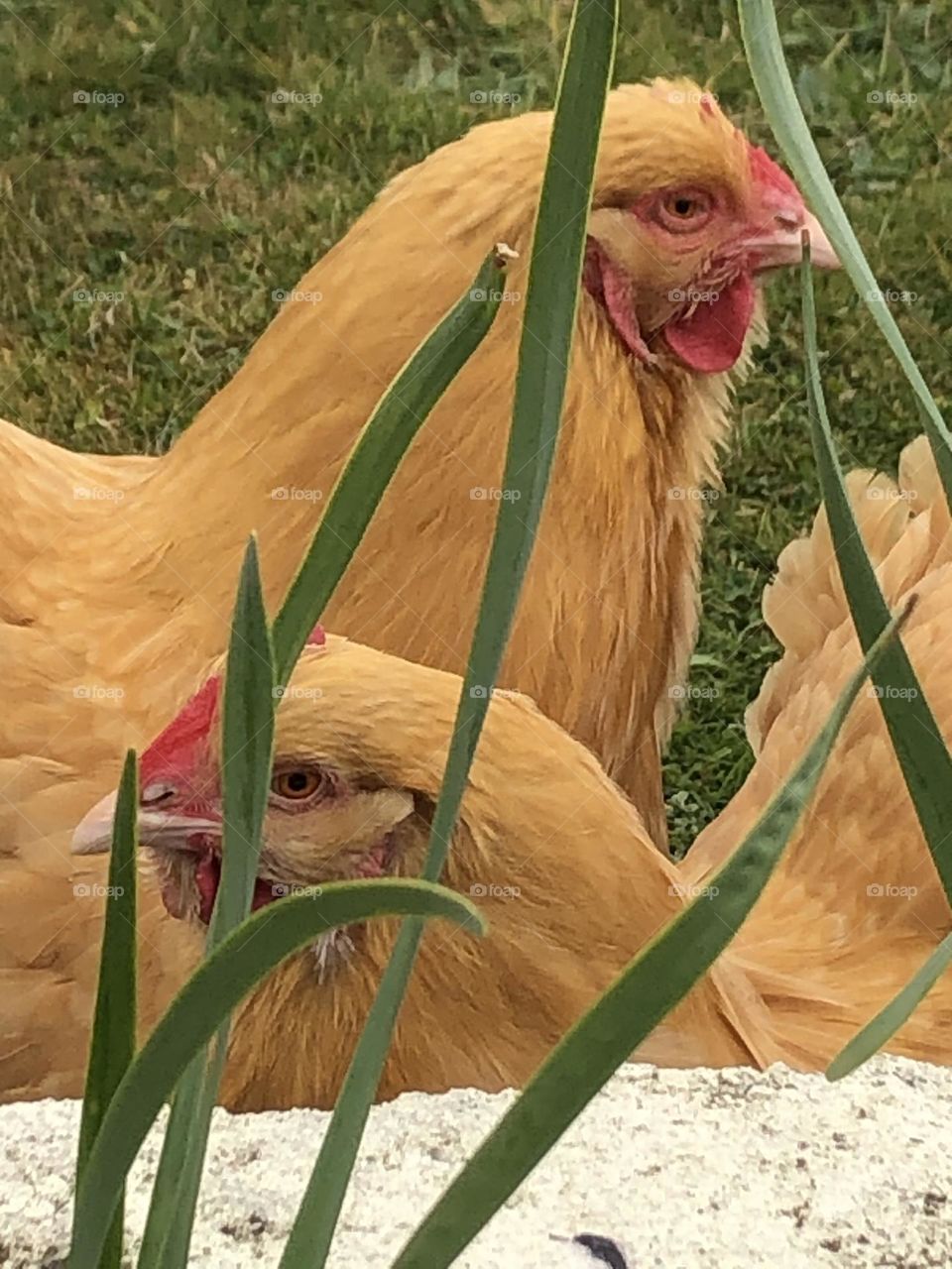 Chickens