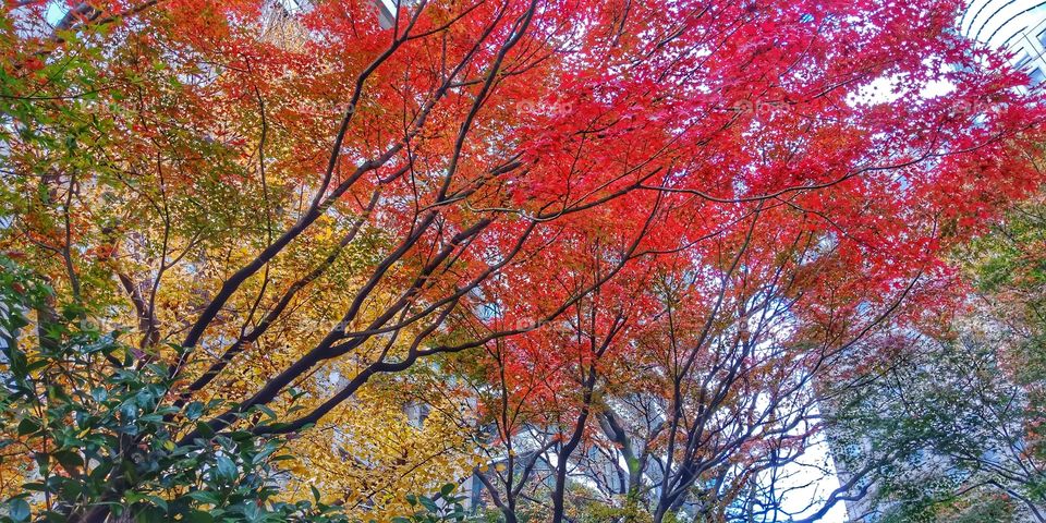 Autumn in Tokyo, Japan