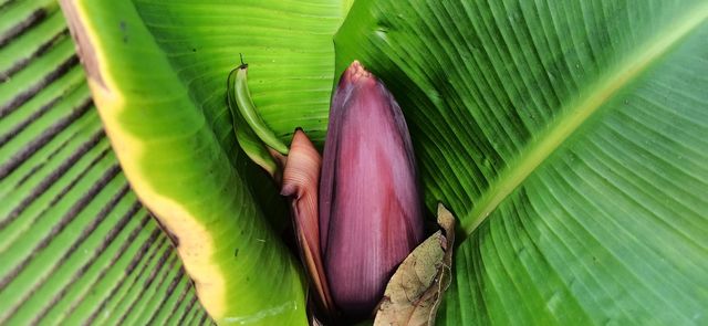 Banana flower
